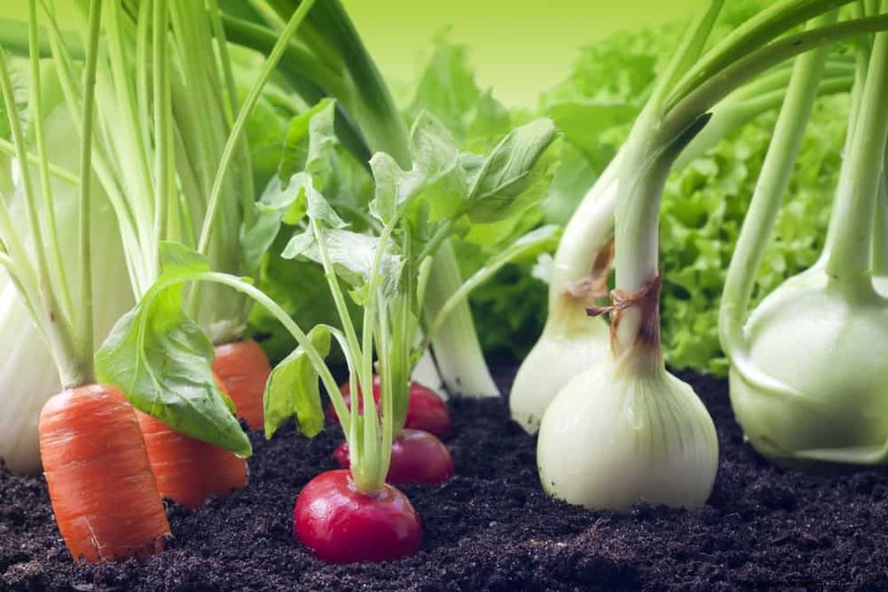 Companion Planting: 22 Powerful Combinations for a Thriving Garden