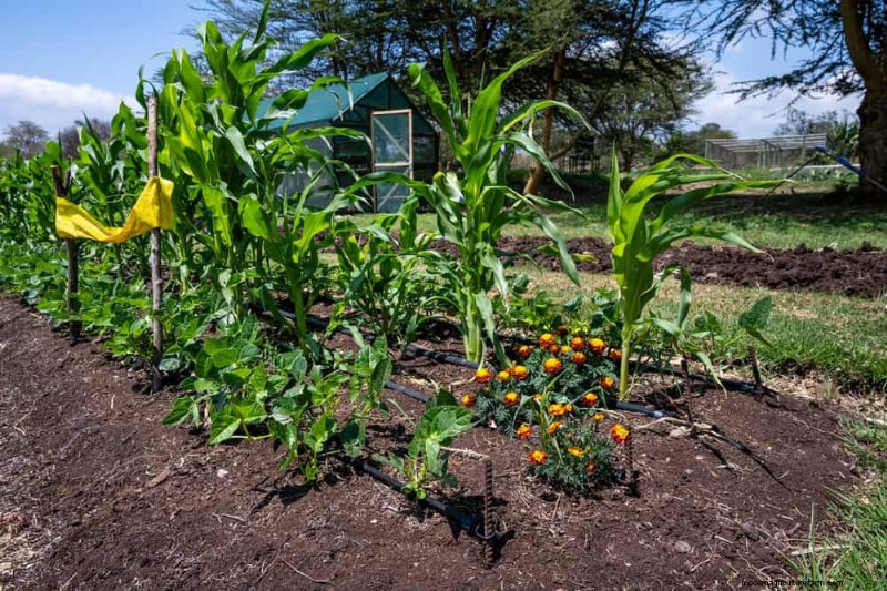 Companion Planting: 22 Powerful Combinations for a Thriving Garden
