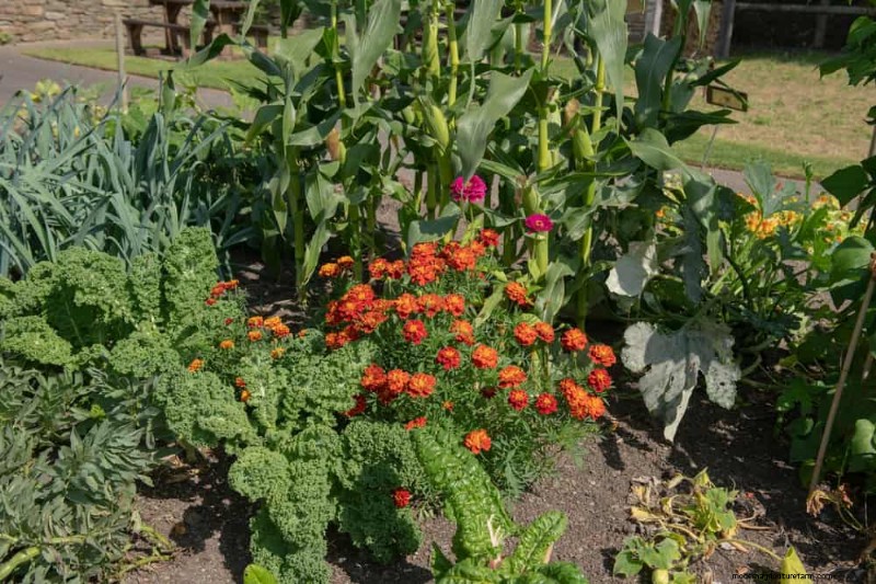 Companion Planting: 22 Powerful Combinations for a Thriving Garden