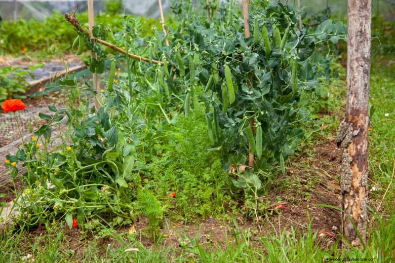 Companion Planting: 22 Powerful Combinations for a Thriving Garden