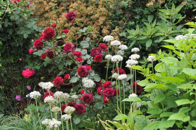 Companion Planting: 22 Powerful Combinations for a Thriving Garden