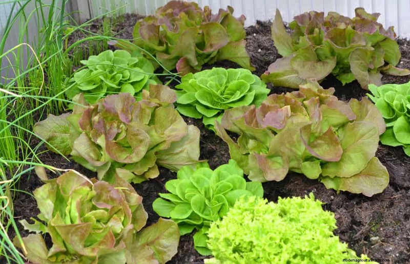 Companion Planting: 22 Powerful Combinations for a Thriving Garden