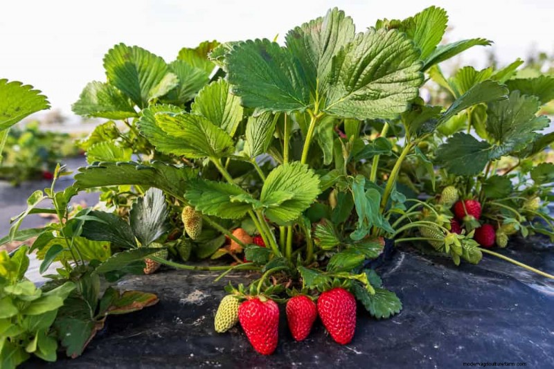 Companion Planting: 22 Powerful Combinations for a Thriving Garden