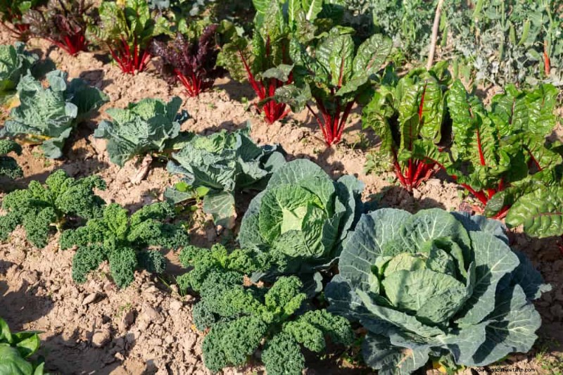 Companion Planting: 22 Powerful Combinations for a Thriving Garden