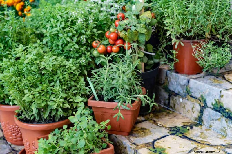 Companion Planting: 22 Powerful Combinations for a Thriving Garden