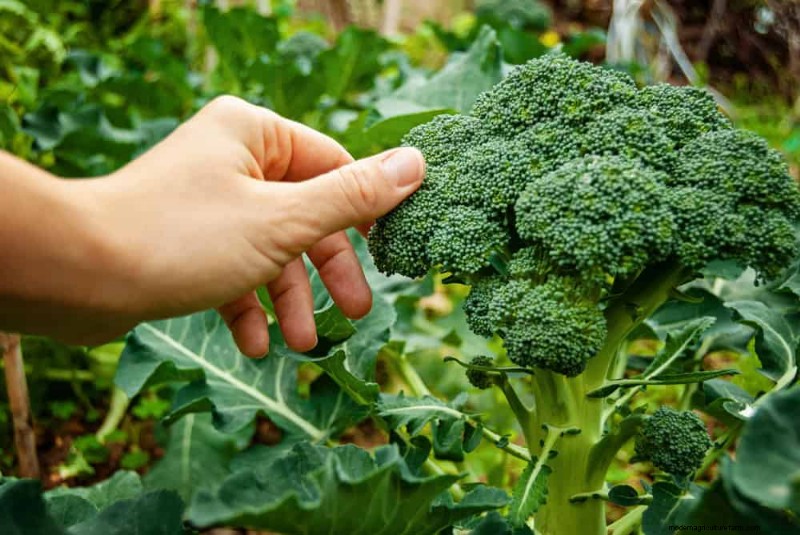 Companion Planting: 22 Powerful Combinations for a Thriving Garden