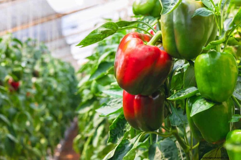 Companion Planting: 22 Powerful Combinations for a Thriving Garden