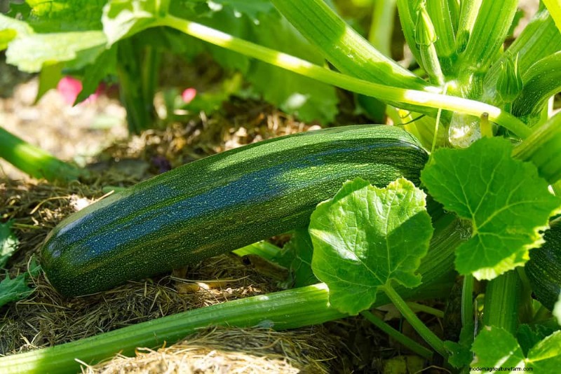 Companion Planting: 22 Powerful Combinations for a Thriving Garden