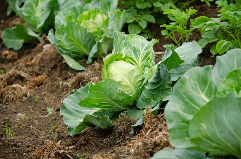 Companion Planting: 22 Powerful Combinations for a Thriving Garden