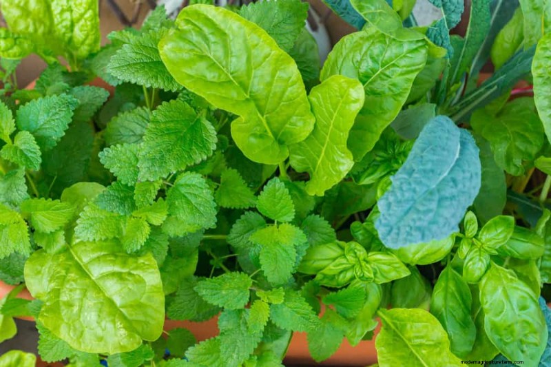 Companion Planting: 22 Powerful Combinations for a Thriving Garden