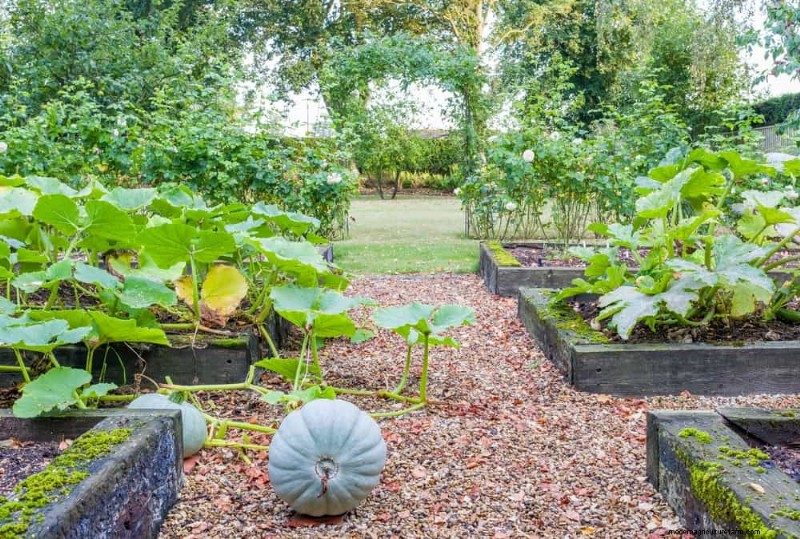 Companion Planting: 22 Powerful Combinations for a Thriving Garden