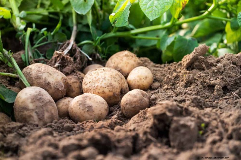Companion Planting: 22 Powerful Combinations for a Thriving Garden