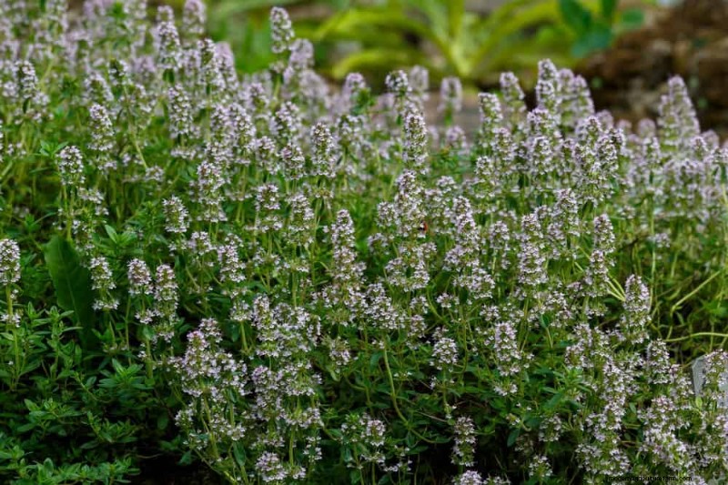 Companion Planting: 22 Powerful Combinations for a Thriving Garden