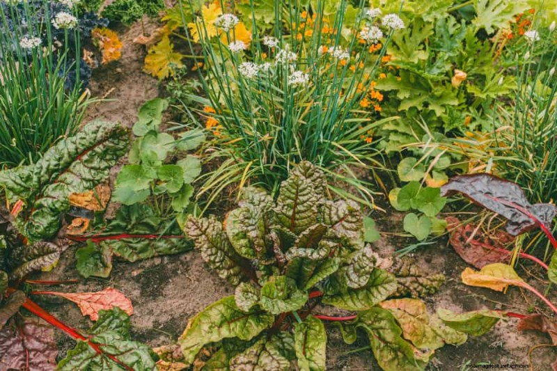 Companion Planting: 22 Powerful Combinations for a Thriving Garden