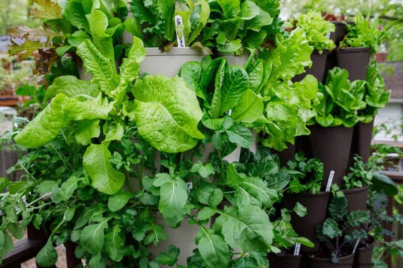 Companion Planting: 22 Powerful Combinations for a Thriving Garden