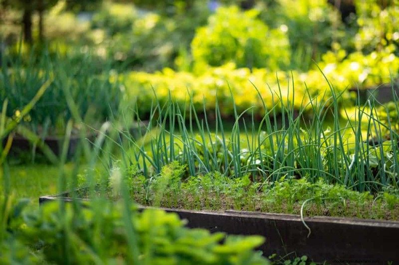 Companion Planting: 22 Powerful Combinations for a Thriving Garden