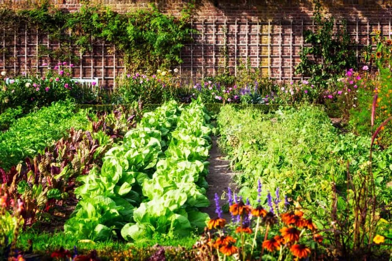 Companion Planting: 22 Powerful Combinations for a Thriving Garden