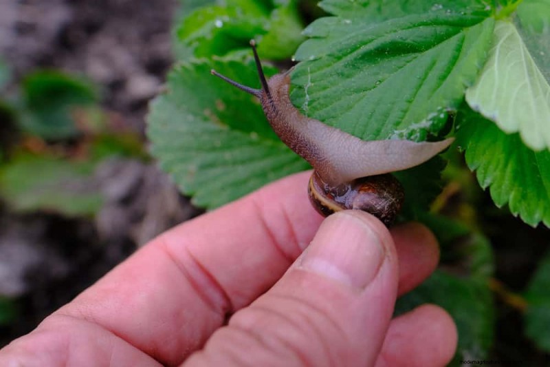 Protect Your Garden: 19 Natural Slug & Snail Control Methods