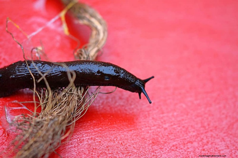 Protect Your Garden: 19 Natural Slug & Snail Control Methods