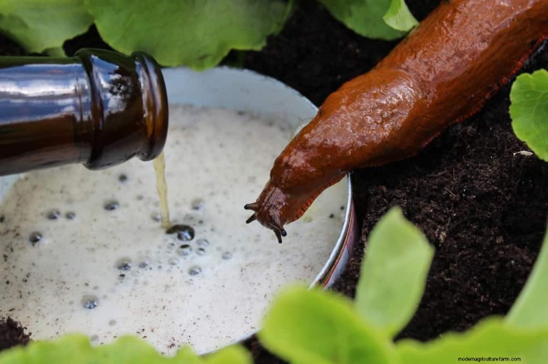Protect Your Garden: 19 Natural Slug & Snail Control Methods