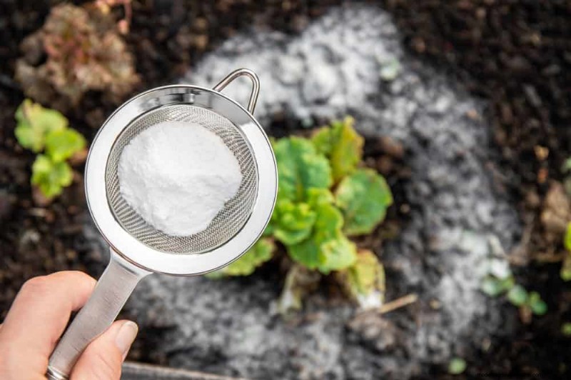 Protect Your Garden: 19 Natural Slug & Snail Control Methods