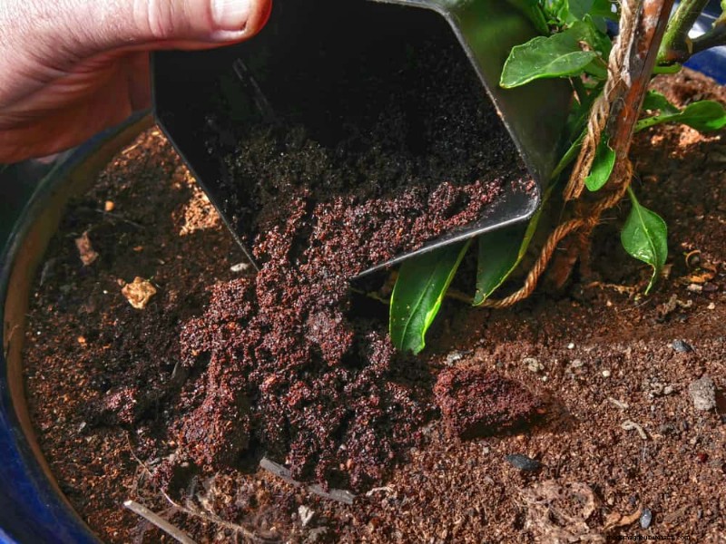 Protect Your Garden: 19 Natural Slug & Snail Control Methods