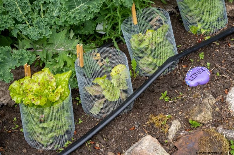 Protect Your Garden: 19 Natural Slug & Snail Control Methods