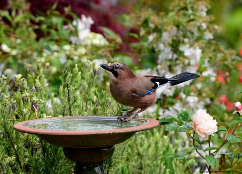 Protect Your Garden: 19 Natural Slug & Snail Control Methods