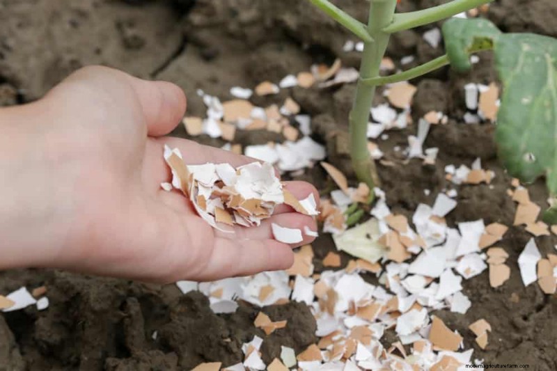 Protect Your Garden: 19 Natural Slug & Snail Control Methods