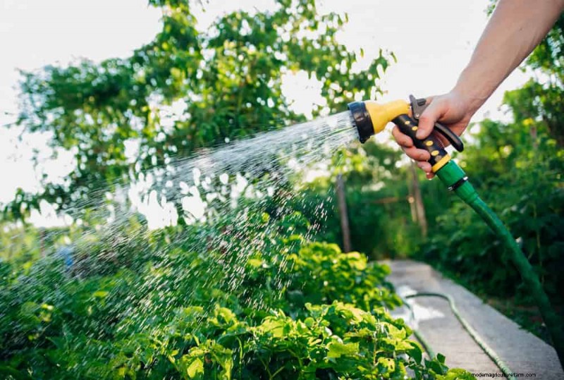 Protect Your Garden: 19 Natural Slug & Snail Control Methods