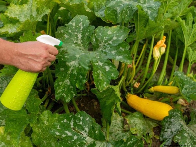 Protect Your Garden: 19 Natural Slug & Snail Control Methods