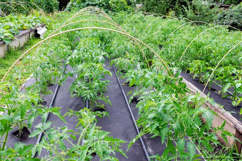 Protect Your Garden: 19 Natural Slug & Snail Control Methods
