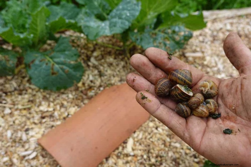 Protect Your Garden: 19 Natural Slug & Snail Control Methods