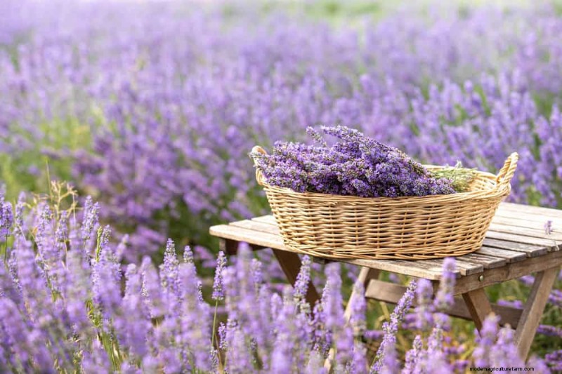 Sustainable Cutting Garden: Growing Native & Foraged Flowers