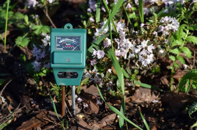 Sustainable Cutting Garden: Growing Native & Foraged Flowers