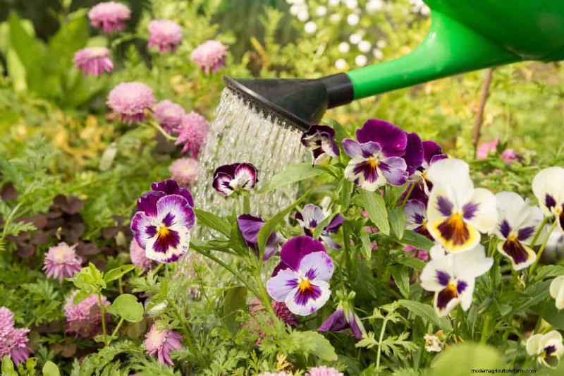 Sustainable Cutting Garden: Growing Native & Foraged Flowers