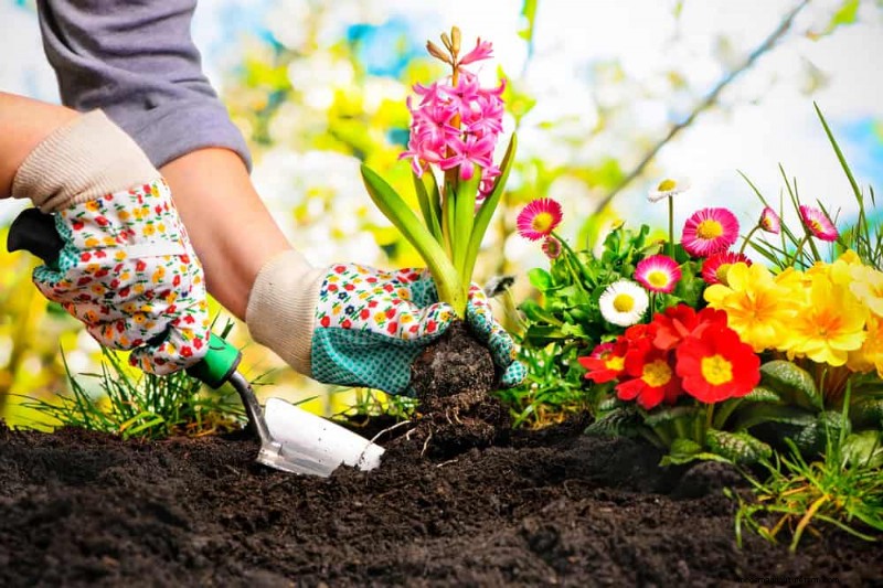 Sustainable Cutting Garden: Growing Native & Foraged Flowers