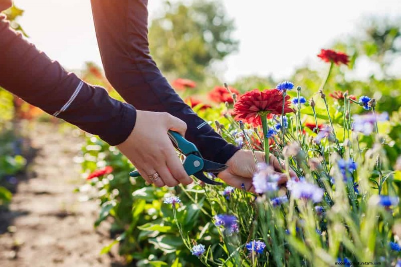 Sustainable Cutting Garden: Growing Native & Foraged Flowers