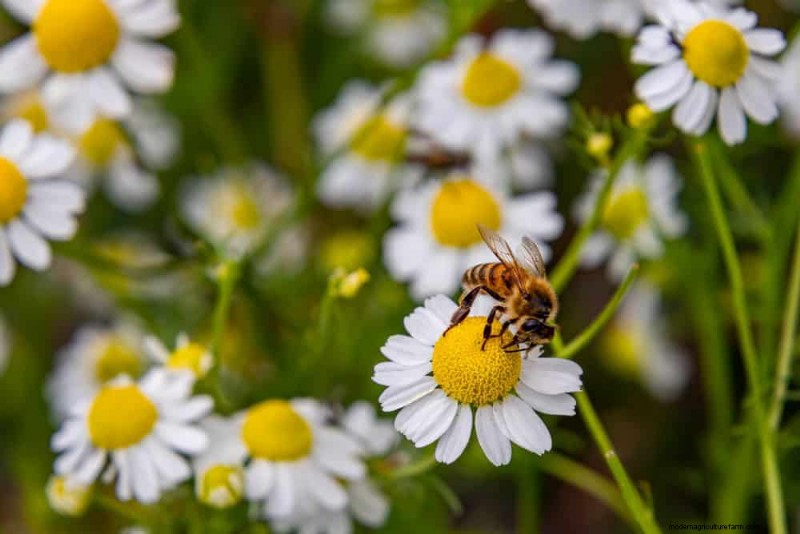 Sustainable Cutting Garden: Growing Native & Foraged Flowers
