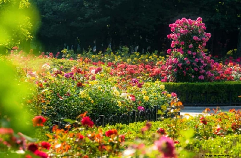 Sustainable Cutting Garden: Growing Native & Foraged Flowers