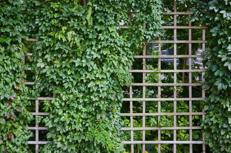 Top 27 Climbing Plants for Trellises: A Spring Garden Guide