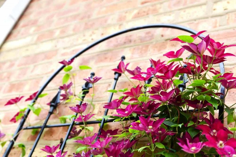 Top 27 Climbing Plants for Trellises: A Spring Garden Guide