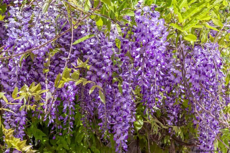 Top 27 Climbing Plants for Trellises: A Spring Garden Guide