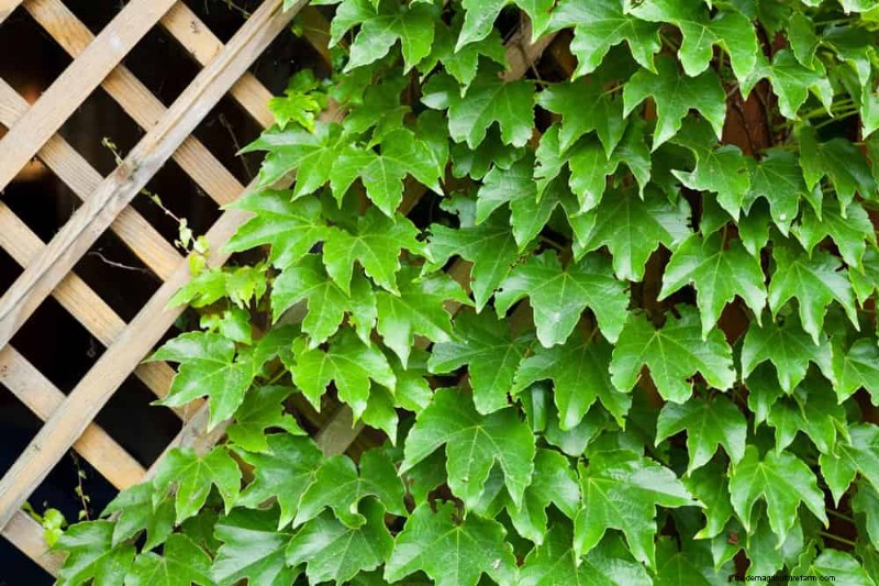 Top 27 Climbing Plants for Trellises: A Spring Garden Guide