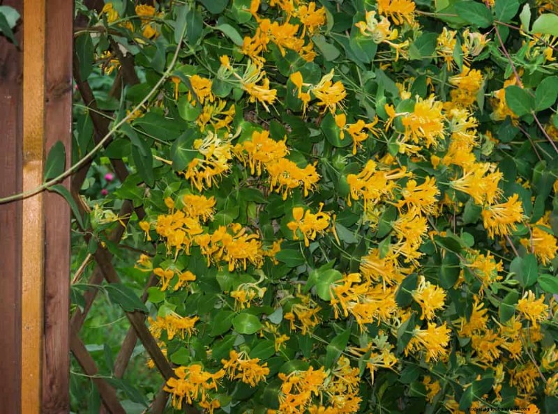 Top 27 Climbing Plants for Trellises: A Spring Garden Guide