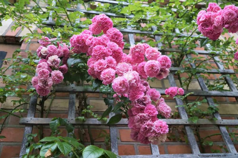 Top 27 Climbing Plants for Trellises: A Spring Garden Guide