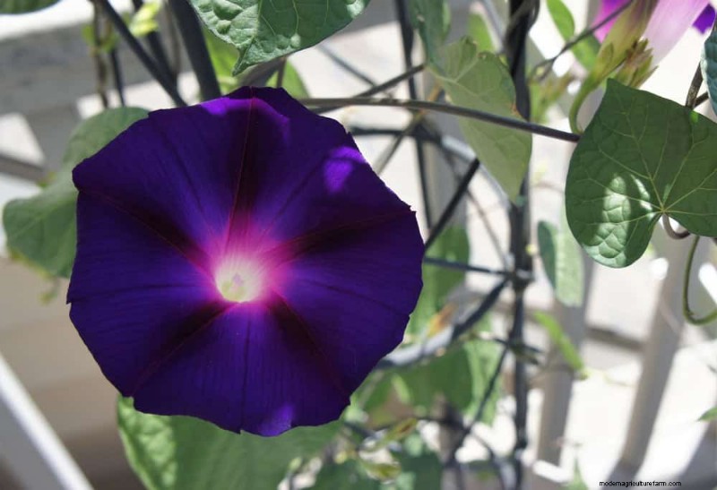 Top 27 Climbing Plants for Trellises: A Spring Garden Guide