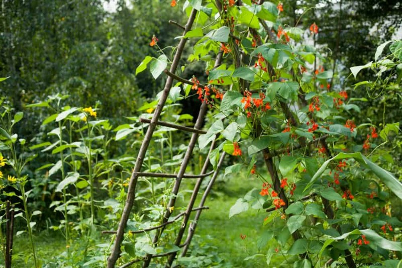 Top 27 Climbing Plants for Trellises: A Spring Garden Guide