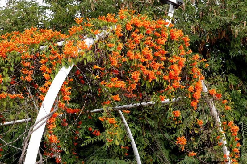 Top 27 Climbing Plants for Trellises: A Spring Garden Guide