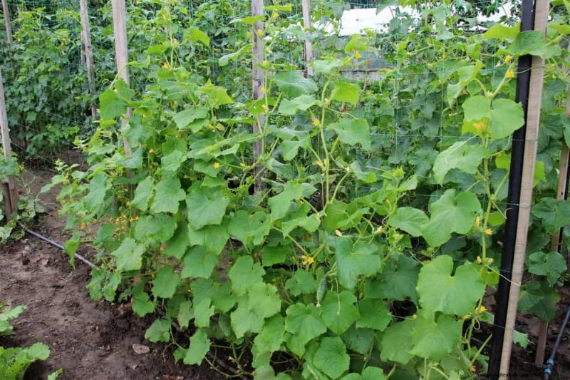 Top 27 Climbing Plants for Trellises: A Spring Garden Guide